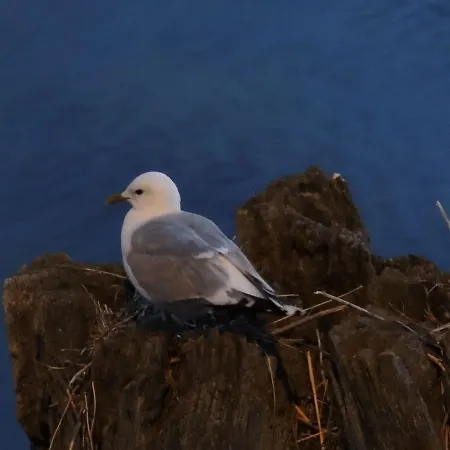 Ferienwohnung-sonnenkliff-in-gross-zicker-halbinsel-moenchgut Groß Zicker