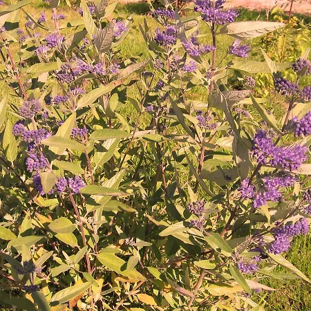 Ferienwohnung-sonnenkliff-in-gross-zicker-halbinsel-moenchgut 아파트 Groß Zicker